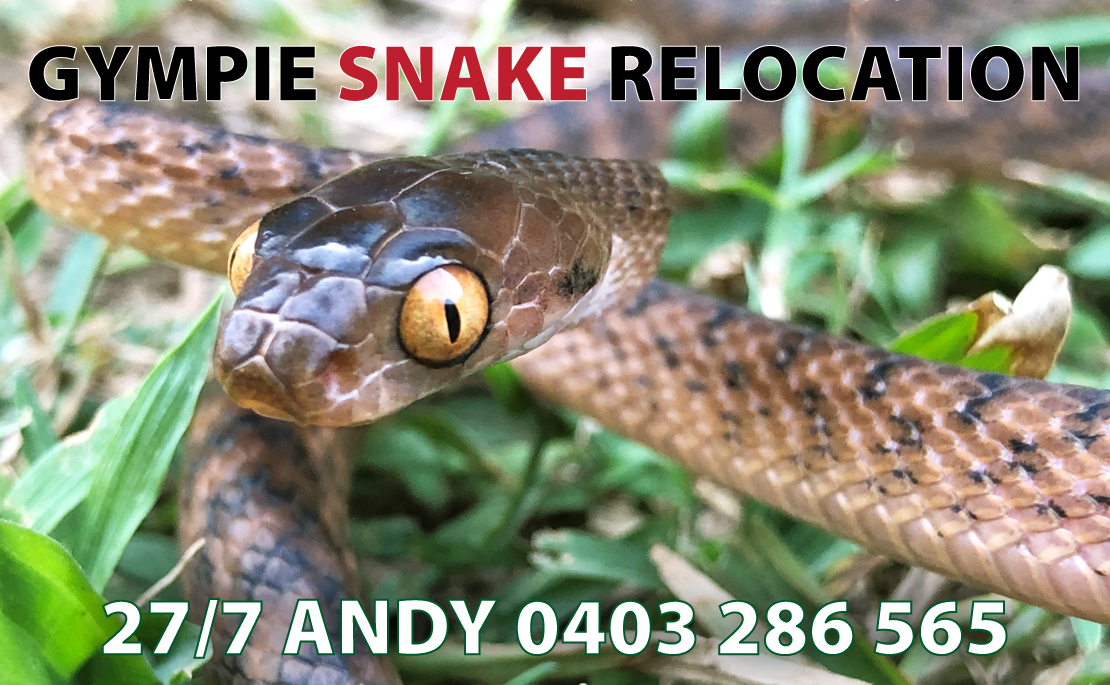Snake Removal Service Gympie